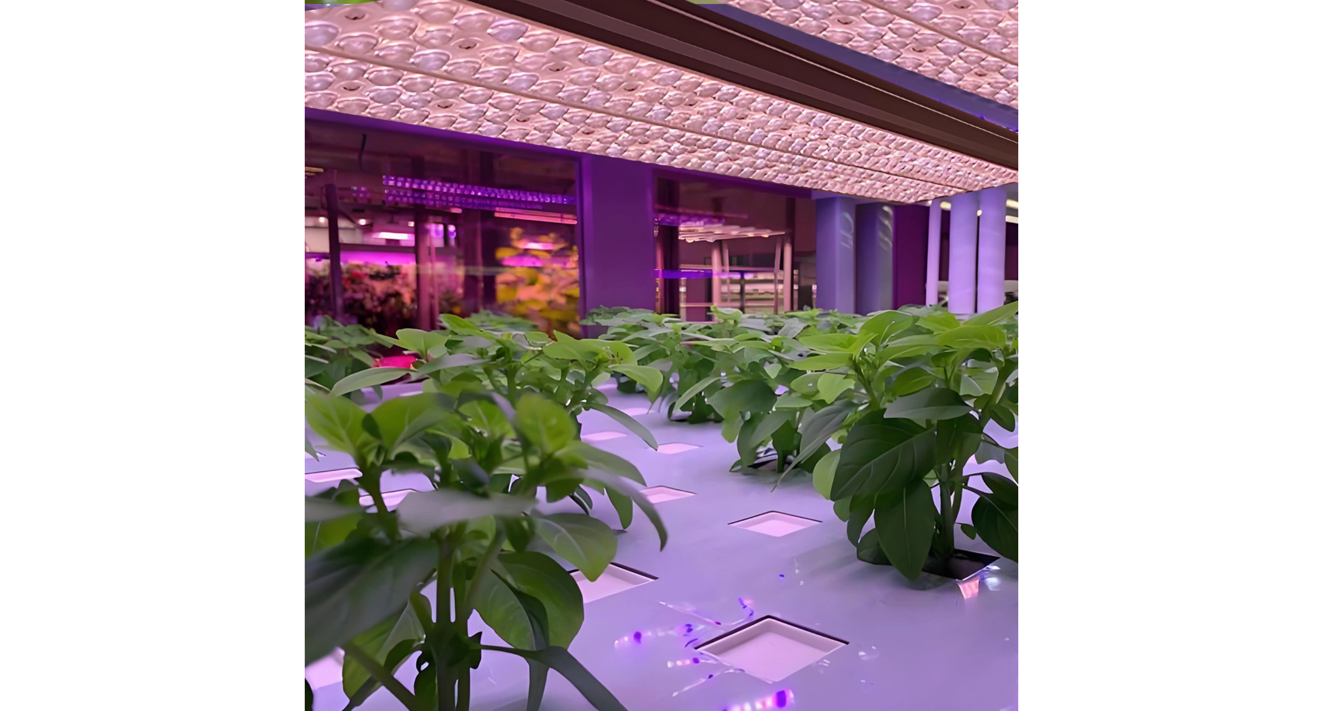 Plant Grow Lights: Unlocking A New "Light" Frontier for Plant Growth