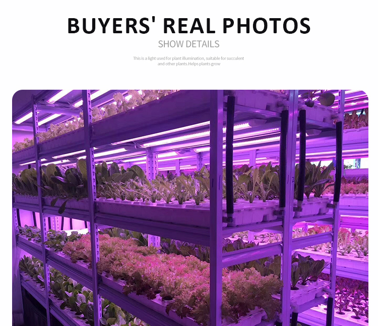 LED GROW LAMP