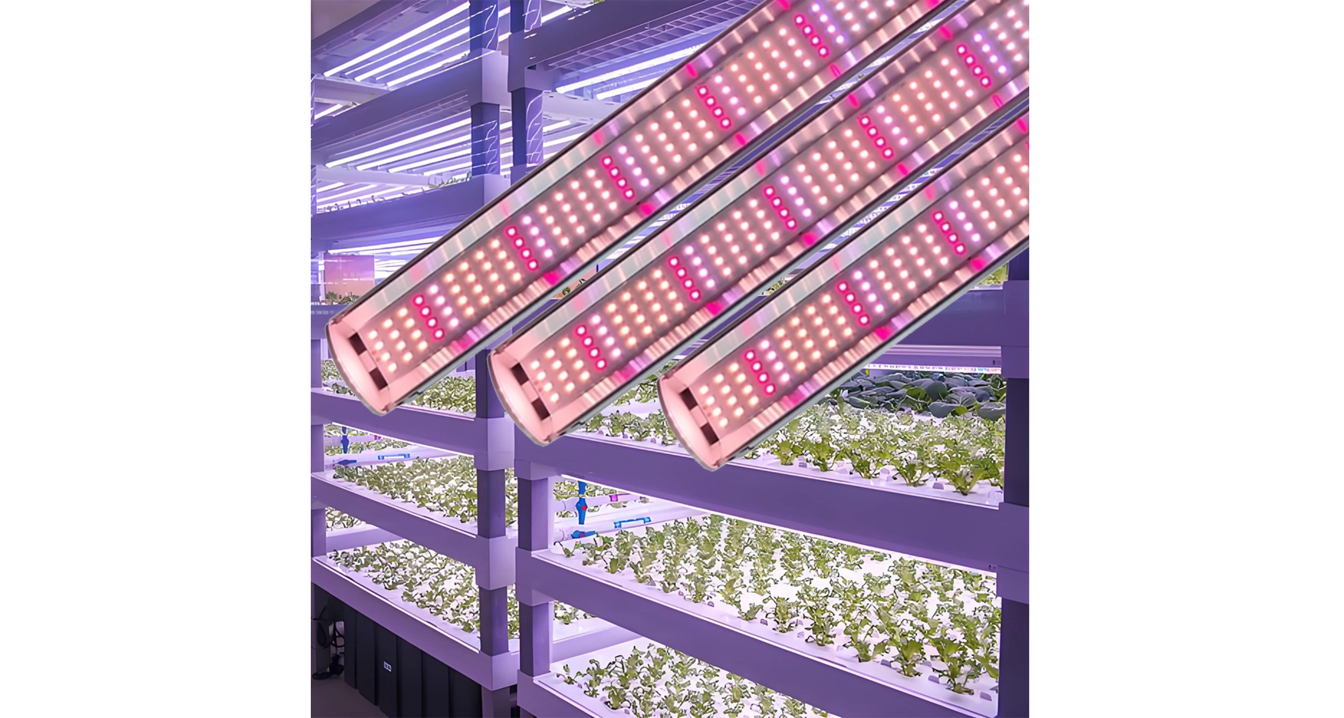Plant Growth Light Selection Guide: Full Spectrum VS Red-Blue Light, How To Choose?
