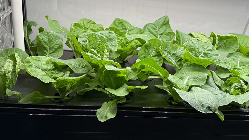 The Role of LED Lights in Hydroponic Cultivation of Bok Choy