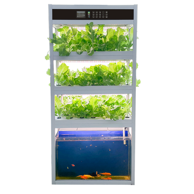 Auma Aquaponic System Equipment for Fish Lover