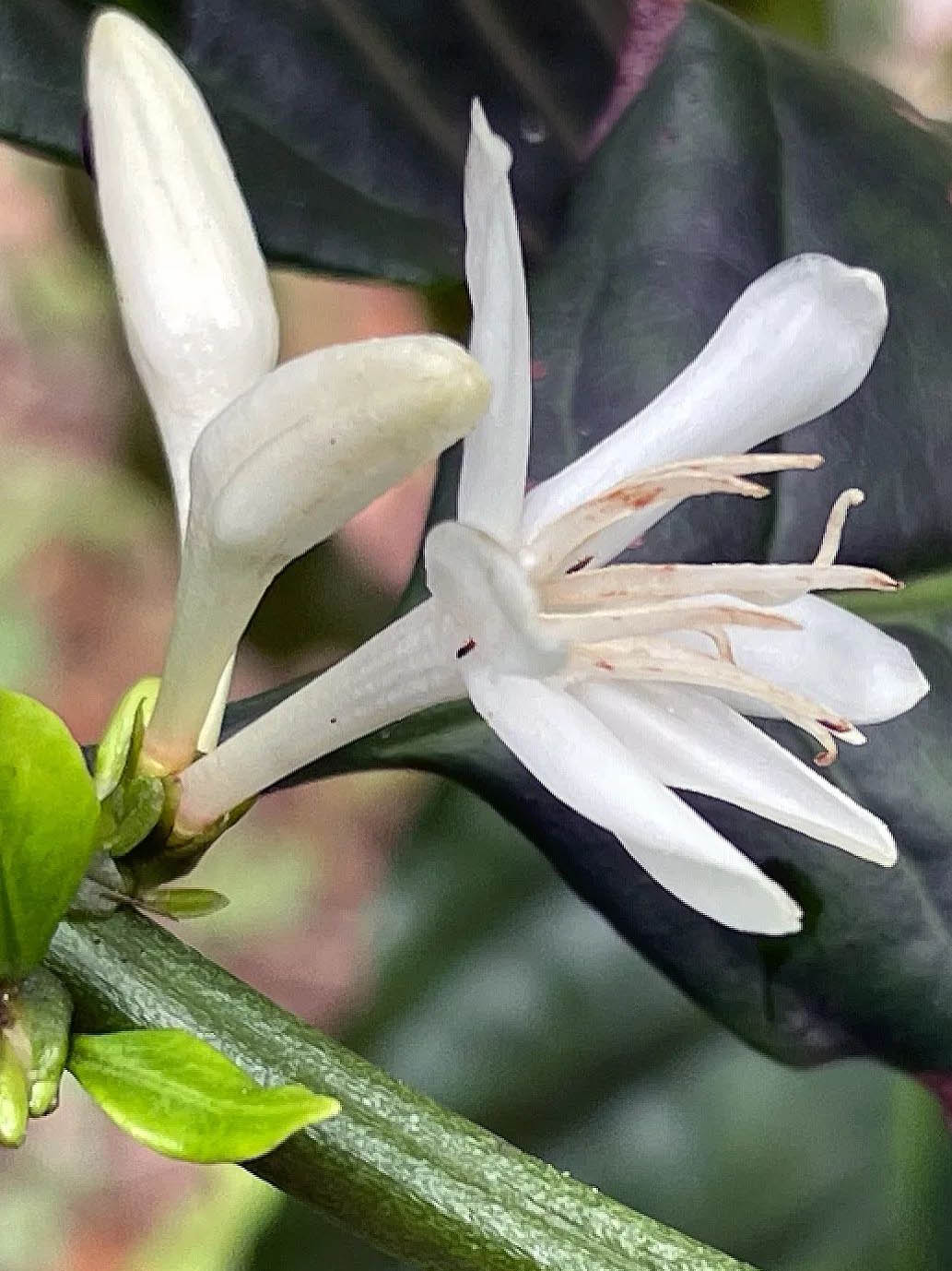 Arabica vs. Robusta: The Story of Two Coffee Species