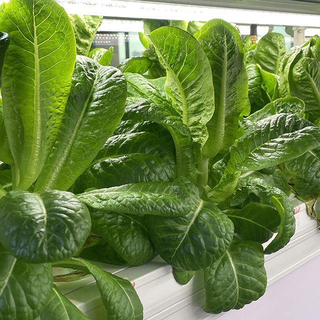 The Urban Farming Revolution at Your Local Eatery