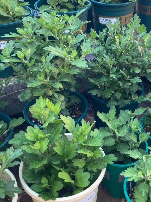 Horticulture Cubes