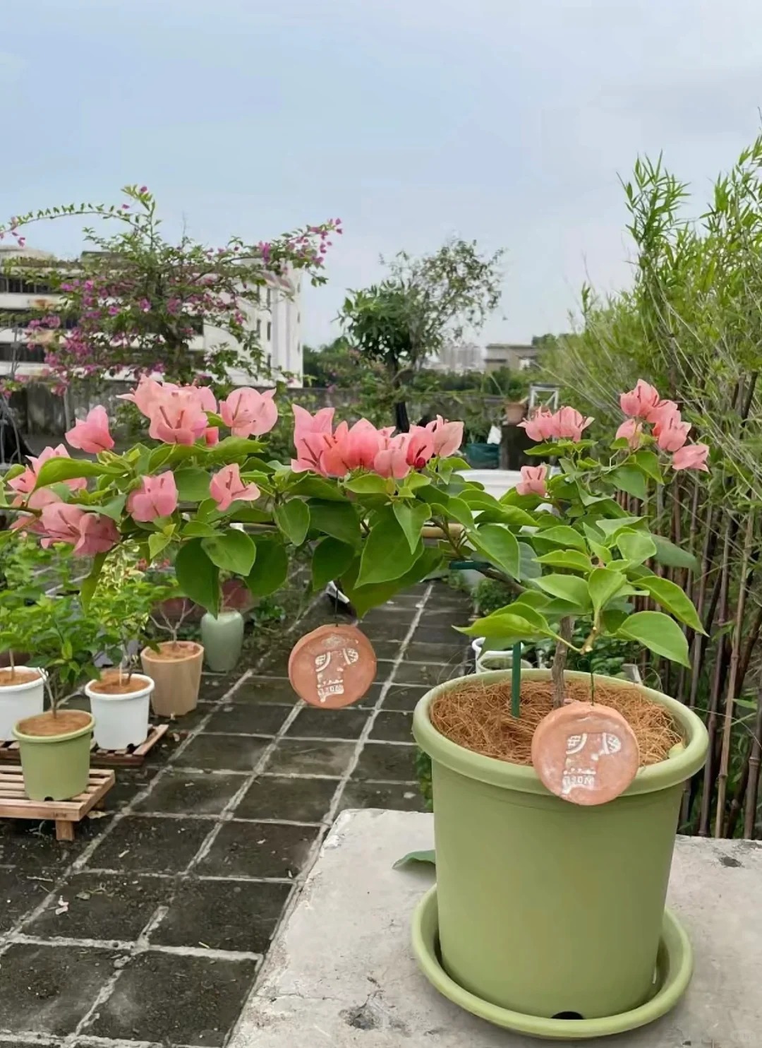 Sky Garden: The Green Miracle on The Rooftop
