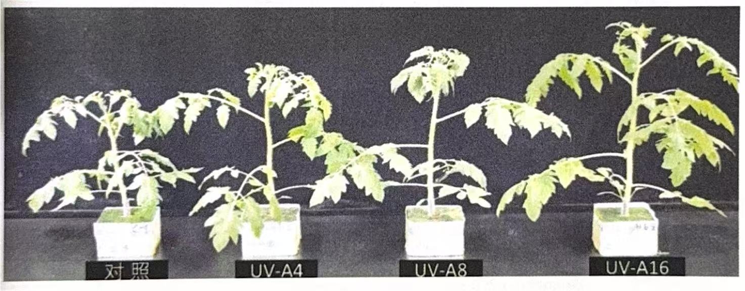 Effect of different UV-A doses on tomato seedlings