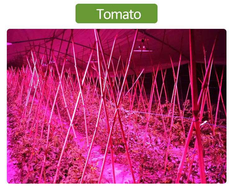 greenhouse plant light for tomato