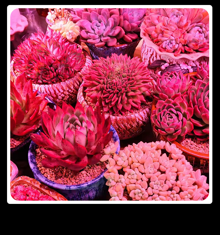 PLANT GROW DOWNLIGHT