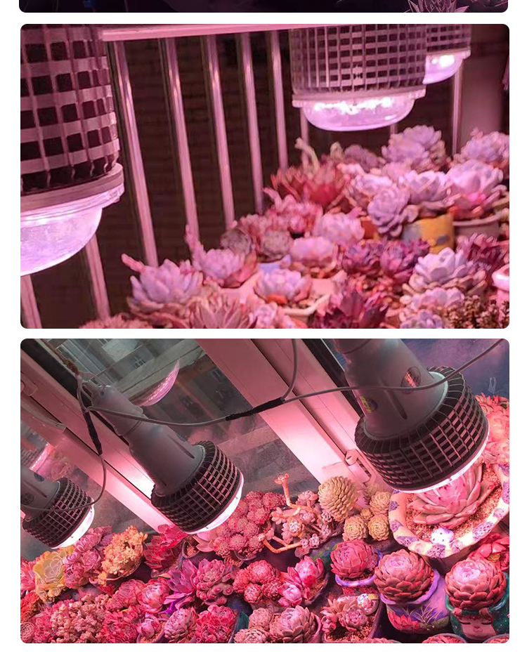 bulb light for plants