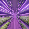 Stable High-Yield Intelligent Environment-Controlled Soilless Cultivation Agricultural System for Leafy Vegetables in Containers