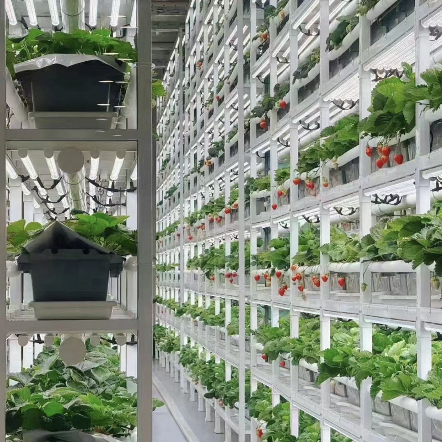 container farm container farm