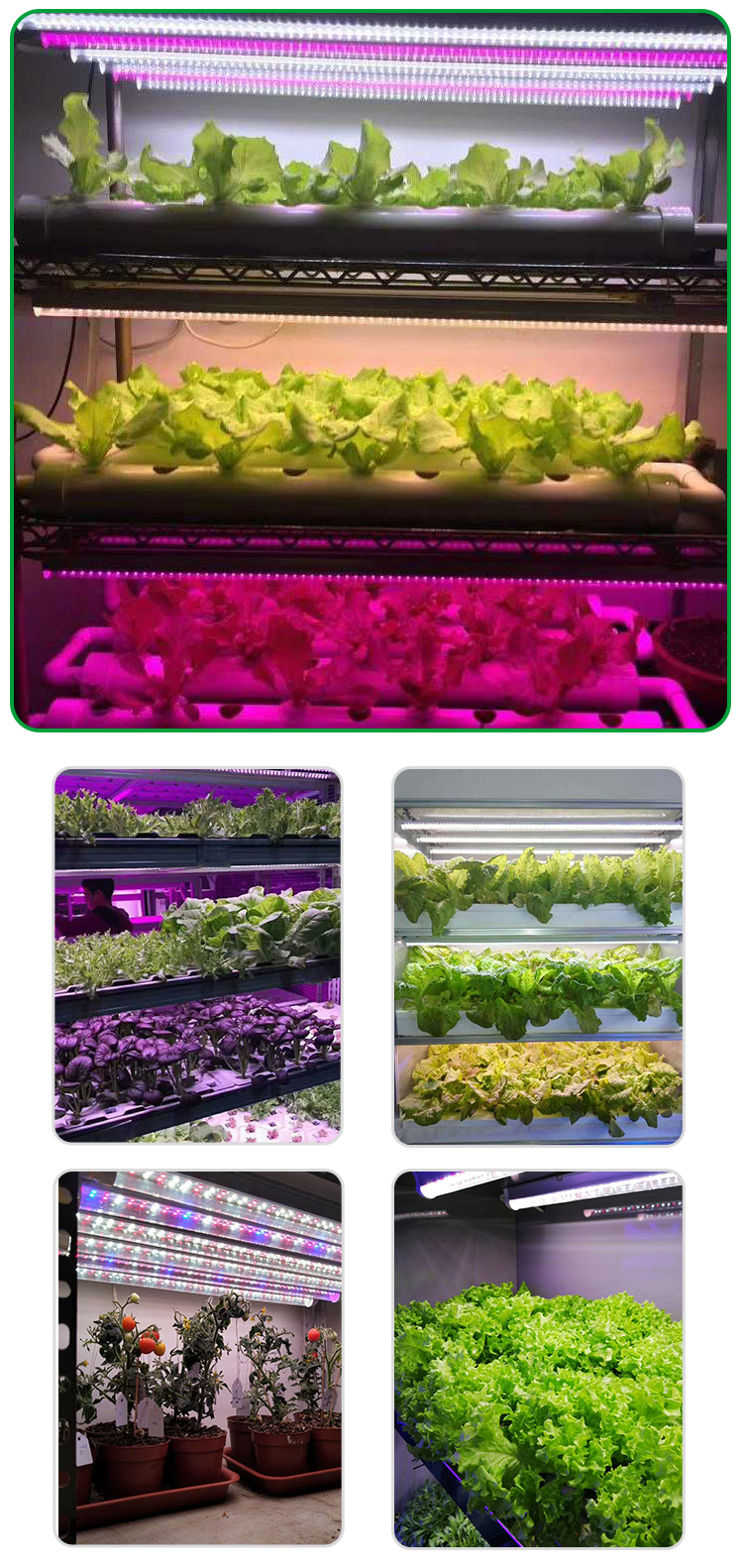LED PLANT GROW LIGHT