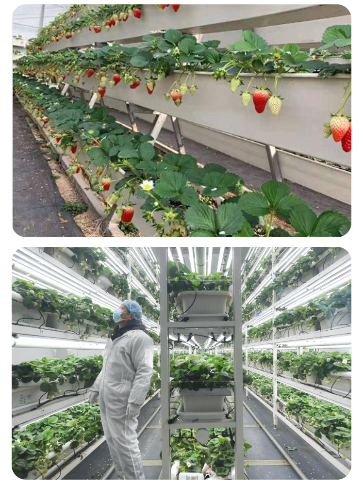 vertical farming