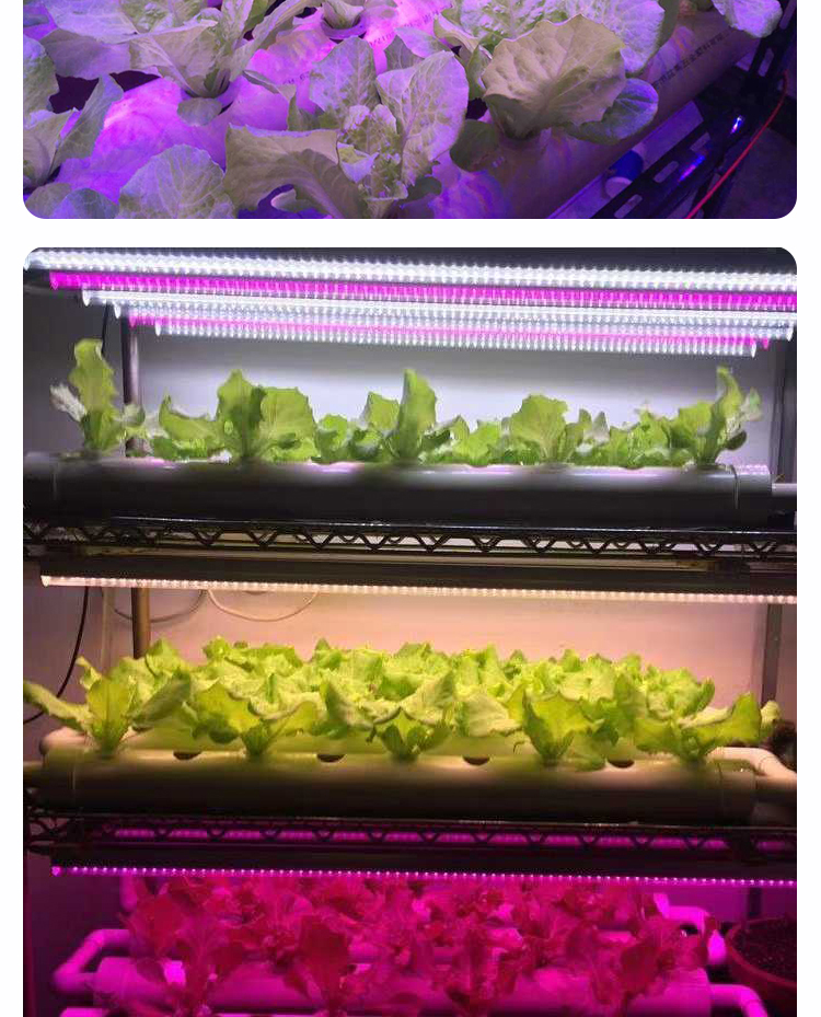  PLANT GROW LIGHT