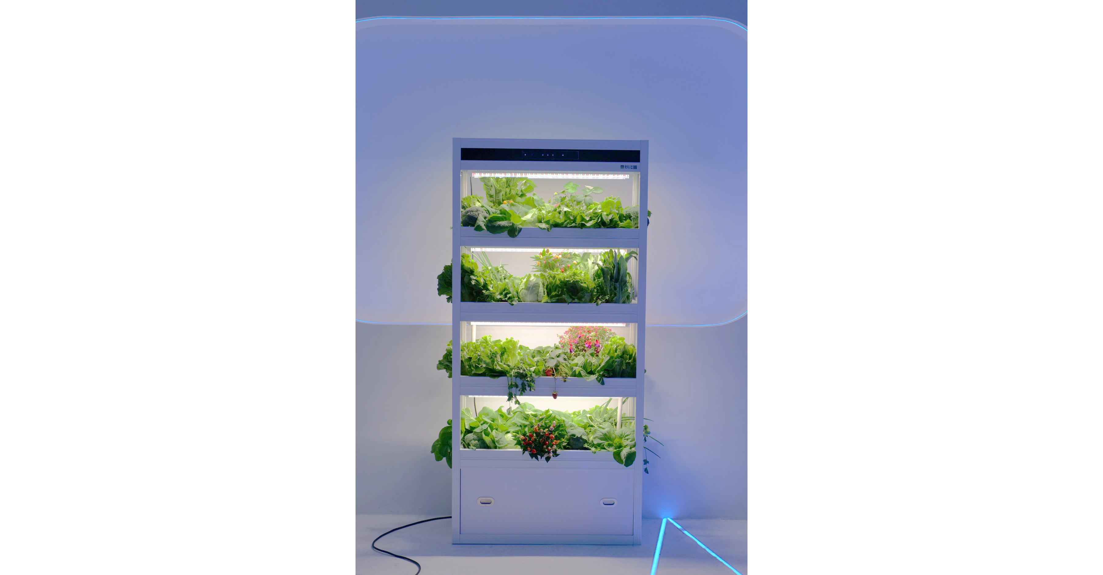 Unlocking The Future Vegetable Garden: The Technological And Tasty Revolution of Hydroponic Vegetables