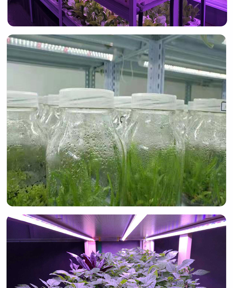 LED PLANT GROW LIGHT
