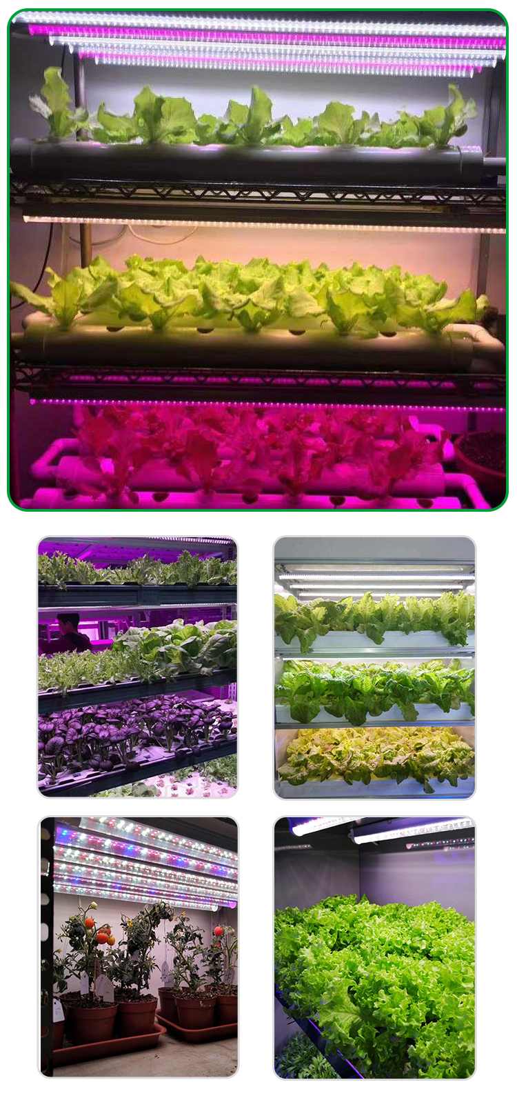 LED GROW LAMP