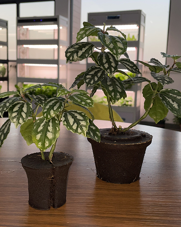 grow sponges for aerogarden