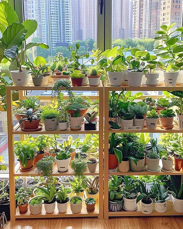 balcony planting