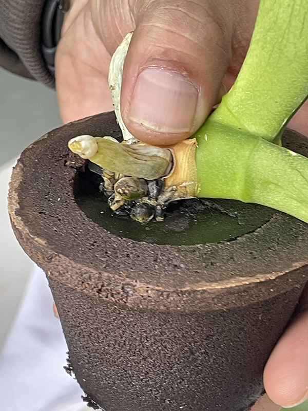 Root Pruning