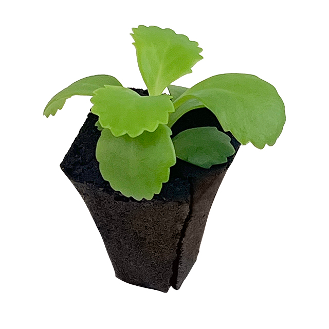 Customizable Plant Growth Medium - Organic Peat Soil for Hydroponic Systems