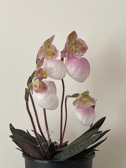 Phalaenopsis Orchids: The Elegant Choice for Lazy Gardeners