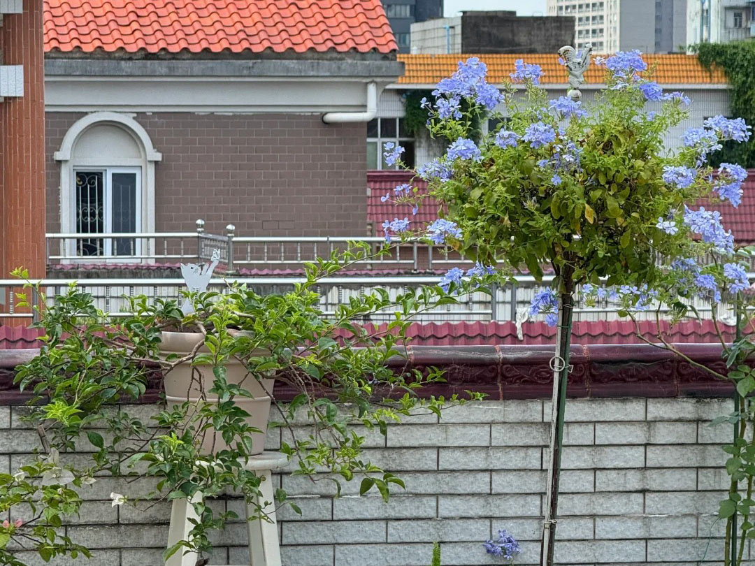 Urban Oasis: A Verdant Haven Above the City.