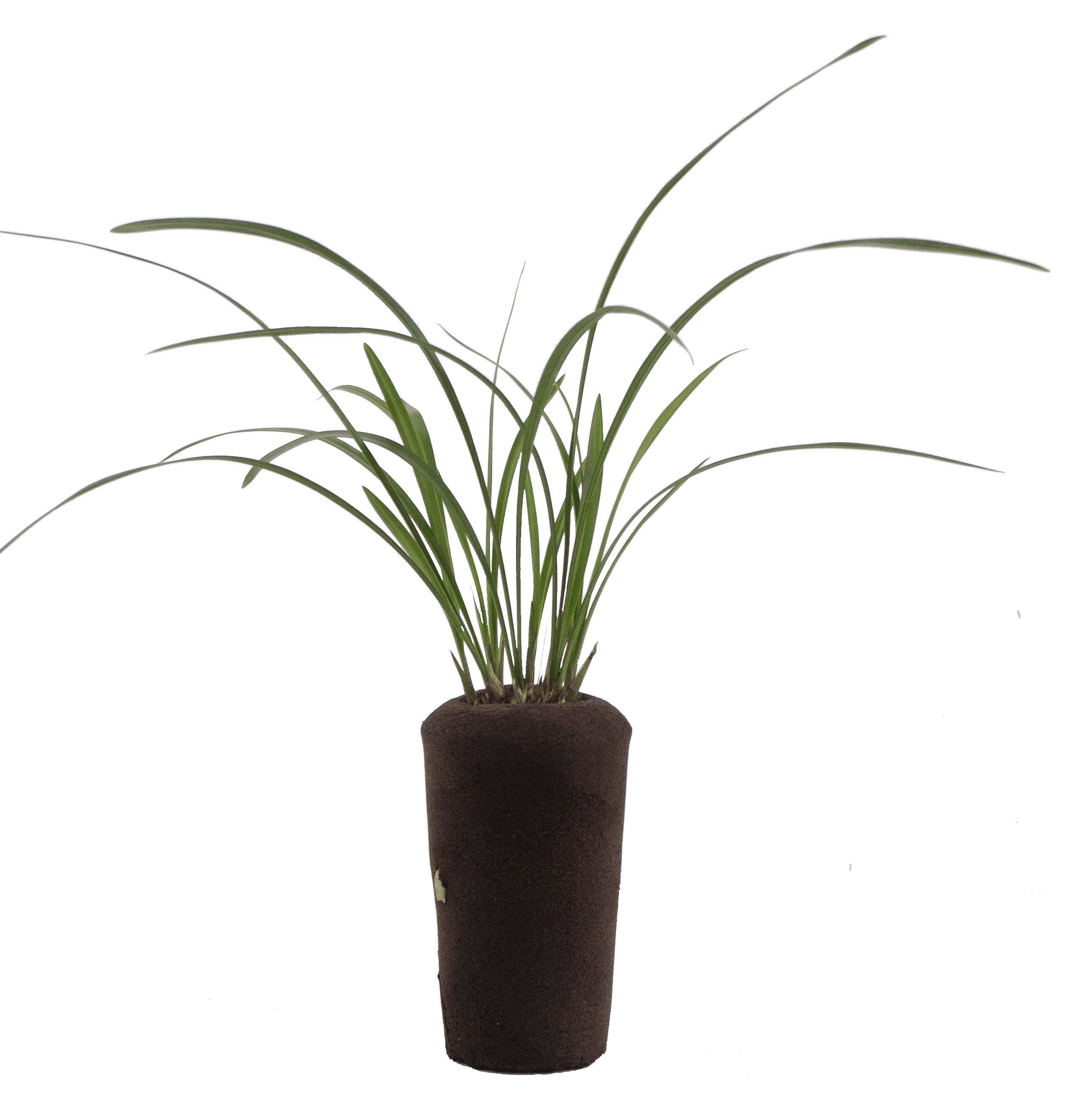 Unlocking Orchid Health: Tips for Thriving Indoor Gardens