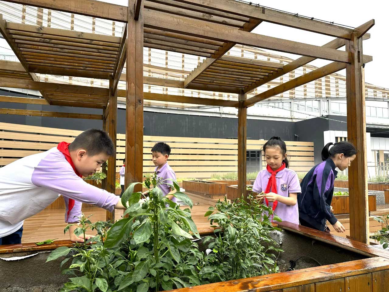 美高屋顶农场：在学校实现蔬菜自由_2_苏州美高_来自小红书网页版(1)