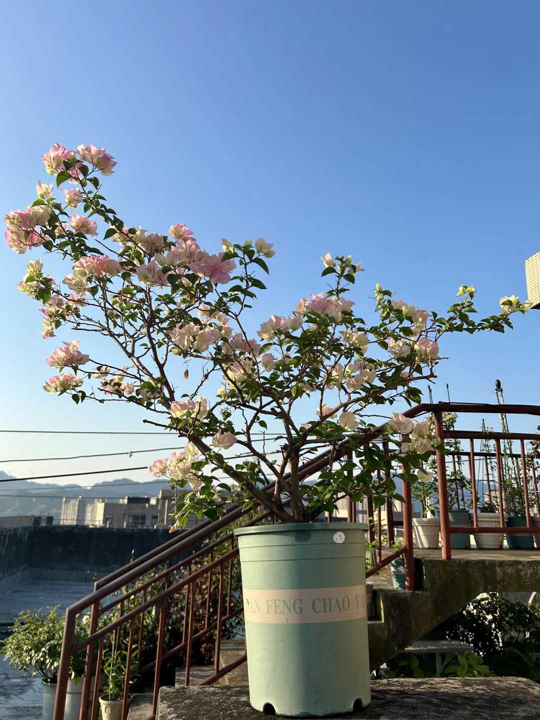 怎么引水上天台浇花？_1_悦然小花园_来自小红书网页版(1)